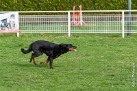 032- EDEN - 11032017-sans titre-OBE 6624 : 2017, BREVET, CC DE CHANTILLY, CONCOURS OBEISSANCE, EDEN