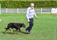 014- IENA -11032017-sans titre-OBE 6399 : 2017, BREVET, CC DE CHANTILLY, CONCOURS OBEISSANCE, IENA DES ALEXINES