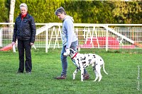 023- Impression  - 11032017-sans titre-OBE 7001 : 2017, CC DE CHANTILLY, CLASSE 1, CONCOURS OBEISSANCE, IMPRESSION COULEUR DES SOURCES DU REGARD TENDRE, Samedi 11 Mars 2017