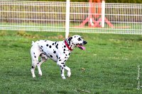 028- Impression  - 11032017-sans titre-OBE 7006 : 2017, CC DE CHANTILLY, CLASSE 1, CONCOURS OBEISSANCE, IMPRESSION COULEUR DES SOURCES DU REGARD TENDRE, Samedi 11 Mars 2017