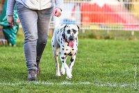 047- Impression  - 11032017-sans titre-OBE 7027 : 2017, CC DE CHANTILLY, CLASSE 1, CONCOURS OBEISSANCE, IMPRESSION COULEUR DES SOURCES DU REGARD TENDRE, Samedi 11 Mars 2017
