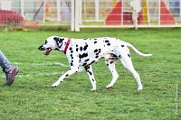 058- Impression  - 11032017-sans titre-OBE 7040 : 2017, CC DE CHANTILLY, CLASSE 1, CONCOURS OBEISSANCE, IMPRESSION COULEUR DES SOURCES DU REGARD TENDRE, Samedi 11 Mars 2017