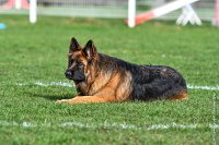 008- ISA -11032017-sans titre-OBE 6520 : 2017, BREVET, CC DE CHANTILLY, CONCOURS OBEISSANCE, ISA DE LA HUCHE NORMANDE