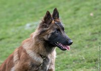 026- LEIKA -11032017-sans titre-OBE 6227 : 2017, CC DE CHANTILLY, CONCOURS OBEISSANCE, CSAU, LEIKA, Samedi 11 Mars 2017