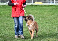 045- LEIKA -11032017-sans titre-OBE 6748 : 2017, BREVET, CC DE CHANTILLY, CONCOURS OBEISSANCE, LEIKA