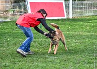 071- LEIKA -11032017-sans titre-OBE 6794 : 2017, BREVET, CC DE CHANTILLY, CONCOURS OBEISSANCE, LEIKA