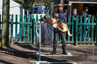 002-RING L ISLE ADAM - -3996 : 2017, FIDEL, RING 3, concours RING, l'Isle Adam