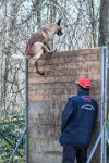 005-RING L ISLE ADAM - -4001 : 2017, FIDEL, RING 3, concours RING, l'Isle Adam