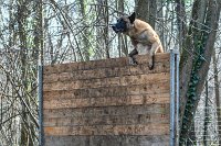 006-RING L ISLE ADAM - -4003 : 2017, FIDEL, RING 3, concours RING, l'Isle Adam