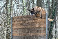 007-RING L ISLE ADAM - -4004 : 2017, FIDEL, RING 3, concours RING, l'Isle Adam
