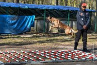 011-RING L ISLE ADAM - -4013 : 2017, FIDEL, RING 3, concours RING, l'Isle Adam