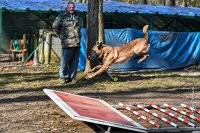013-RING L ISLE ADAM - -4015 : 2017, FIDEL, RING 3, concours RING, l'Isle Adam