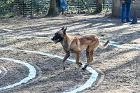 017-RING L ISLE ADAM - -4025 : 2017, FIDEL, RING 3, concours RING, l'Isle Adam