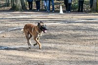 018-RING L ISLE ADAM - -4026 : 2017, FIDEL, RING 3, concours RING, l'Isle Adam