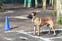 027-RING L ISLE ADAM - -4046 : 2017, FIDEL, RING 3, concours RING, l'Isle Adam