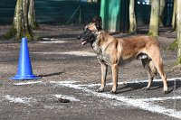 028-RING L ISLE ADAM - -4047 : 2017, FIDEL, RING 3, concours RING, l'Isle Adam