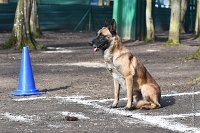 029-RING L ISLE ADAM - -4048 : 2017, FIDEL, RING 3, concours RING, l'Isle Adam
