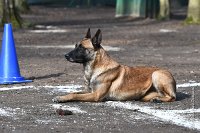 030-RING L ISLE ADAM - -4049 : 2017, FIDEL, RING 3, concours RING, l'Isle Adam