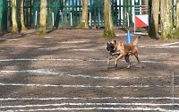 032-RING L ISLE ADAM - -4056 : 2017, FIDEL, RING 3, concours RING, l'Isle Adam
