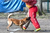 038-RING L ISLE ADAM - -4073 : 2017, FIDEL, RING 3, concours RING, l'Isle Adam