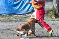 039-RING L ISLE ADAM - -4074 : 2017, FIDEL, RING 3, concours RING, l'Isle Adam