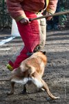 043-RING L ISLE ADAM - -4082 : 2017, FIDEL, RING 3, concours RING, l'Isle Adam