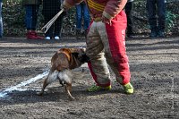 044-RING L ISLE ADAM - -4084 : 2017, FIDEL, RING 3, concours RING, l'Isle Adam