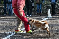 045-RING L ISLE ADAM - -4087 : 2017, FIDEL, RING 3, concours RING, l'Isle Adam