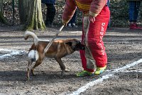 046-RING L ISLE ADAM - -4090 : 2017, FIDEL, RING 3, concours RING, l'Isle Adam