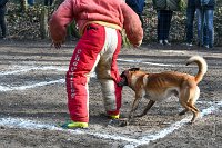 047-RING L ISLE ADAM - -4091 : 2017, FIDEL, RING 3, concours RING, l'Isle Adam