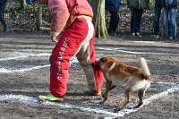048-RING L ISLE ADAM - -4092 : 2017, FIDEL, RING 3, concours RING, l'Isle Adam