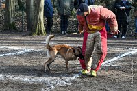 050-RING L ISLE ADAM - -4097 : 2017, FIDEL, RING 3, concours RING, l'Isle Adam