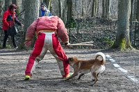 052-RING L ISLE ADAM - -4103 : 2017, FIDEL, RING 3, concours RING, l'Isle Adam