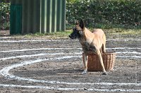 053-RING L ISLE ADAM - -4106 : 2017, FIDEL, RING 3, concours RING, l'Isle Adam