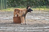 054-RING L ISLE ADAM - -4108 : 2017, FIDEL, RING 3, concours RING, l'Isle Adam