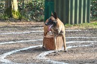 063-RING L ISLE ADAM - -4126 : 2017, FIDEL, RING 3, concours RING, l'Isle Adam