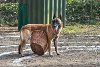066-RING L ISLE ADAM - -4135 : 2017, FIDEL, RING 3, concours RING, l'Isle Adam