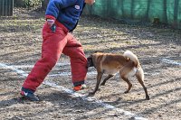 068-RING L ISLE ADAM - -4145 : 2017, FIDEL, RING 3, concours RING, l'Isle Adam