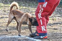 070-RING L ISLE ADAM - -4155 : 2017, FIDEL, RING 3, concours RING, l'Isle Adam
