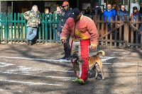 073-RING L ISLE ADAM - -4168 : 2017, FIDEL, RING 3, concours RING, l'Isle Adam