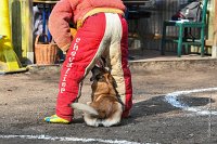 076-RING L ISLE ADAM - -4180 : 2017, FIDEL, RING 3, concours RING, l'Isle Adam