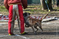 077-RING L ISLE ADAM - -4183 : 2017, FIDEL, RING 3, concours RING, l'Isle Adam