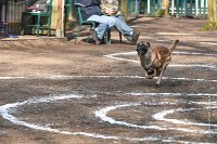 080-RING L ISLE ADAM - -4189 : 2017, FIDEL, RING 3, concours RING, l'Isle Adam