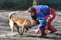 085-RING L ISLE ADAM - -4204 : 2017, FIDEL, RING 3, concours RING, l'Isle Adam