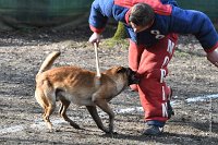 086-RING L ISLE ADAM - -4205 : 2017, FIDEL, RING 3, concours RING, l'Isle Adam