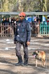 089-RING L ISLE ADAM - -4211 : 2017, FIDEL, RING 3, concours RING, l'Isle Adam