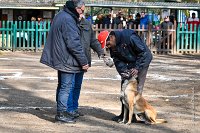 090-RING L ISLE ADAM - -4212 : 2017, FIDEL, RING 3, concours RING, l'Isle Adam