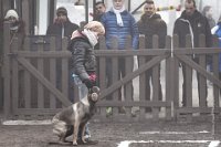 014-RING L ISLE ADAM 2017 - MOOGLY -GIL 1610 : 2017, BREVET, MOOGLY, concours RING, l'Isle Adam