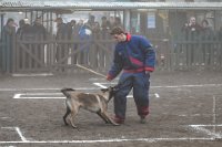 038-RING L ISLE ADAM 2017 - MOOGLY -GIL 1634 : 2017, BREVET, MOOGLY, concours RING, l'Isle Adam