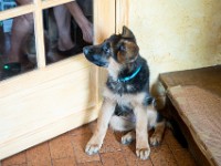 020718 ORA  GIL5237 : 02 JUILLET 2018, 2018, BERGER ALLEMAND, CHIOT, ORA